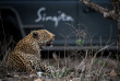 Afrique du Sud - Sabi Sands Game Reserve - Singita Boulders Lodge - ©Ross Couper