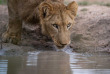 Afrique du Sud - Sabi Sands Game Reserve - Singita Boulders Lodge - ©Ross Couper