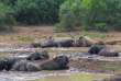 Afrique du Sud - Parc national Hluhluwe Imfolozi- ©Jenman African Safaris