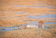 Botswana - Safari guidé en bivouac  - Bush Ways Safaris