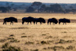 Botswana - Central Kalahari Game Reserve - Kwando Tau Pan