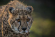 Botswana - ©Shutterstock, Lukas Gojda