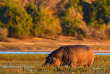 Botswana - Parc national de Chobe - ©Shutterstock, Ondrej Prosicky
