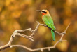 Botswana - Parc national de Chobe - ©Shutterstock, Martin Mecnarowski