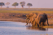 Botswana - Parc national de Chobe ©Shutterstock, Fabio Lamanna