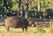 Botswana - Parc national de Chobe - ©Shutterstock, Stuart G Porter