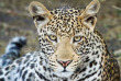 Botswana-Parc national de Chobe - Chobe Game Lodge