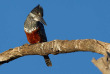 Botswana-Parc national de Chobe - Chobe Game Lodge