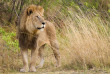 Botswana - Delta de l'Okavango - Moremi Game Reserve - Camp Moremi