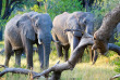 Botswana - Delta de l'Okavango - Camp Moremi