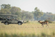 Botswana - Delta de l'Okavango - Moremi Game Reserve - Camp Moremi