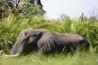 Botswana - Delta de l'Okavango - Setari Camp