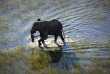 Botswana - Delta de l'Okavango - Setari Camp