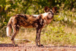 Botswana ©Shutterstock, Donovan Van Staden