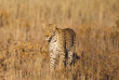 Botswana - Kalahari ©Shutterstock