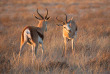 Botswana - Kalahari ©Shutterstock, Villiers Steyn