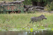 Botswana - Nord Linyanti - Wilderness Kings Pool