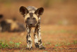 Botswana - ©Shutterstock, Martin Mecnarowski