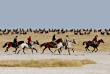 Botswana - Makgadikgadi Pan - Camp Kalahari