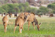 Botswana - Makgadikgadi Pans National Park - Boteti River