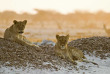 Botswana - Nxai Pan ©Shutterstock, Bildagentur Zoonar Gmbh
