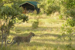 Botswana - Delta de l'Okavango - Khwai River - Sango Safari Camp
