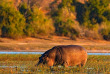 Botswana-Parc national de Chobe ©Shutterstock, Ondrej Prosicky