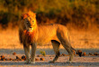 Botswana - Parc national de Chobe ©Shutterstock, Ondrej Prosicky