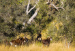 Botswana - Parc national de Chobe  ©Shutterstock, Efimova Anna