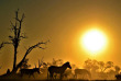 Botswana - Maun-Kasane - Botswana Authentique en français - Safari mobile guidé 