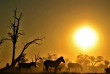 Botswana - Exploration de l'Okavango - Safaris 2 Botswana - safari mobile guidé