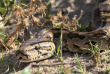 Botswana - Exploration de l'Okavango - Safaris 2 Botswana - safari mobile guidé