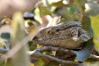 Botswana - Exploration de l'Okavango - Safaris 2 Botswana - safari mobile guidé