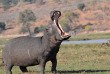 Botswana - Kasane-Maun - Botswana Authentique en français - Safari mobile guidé 