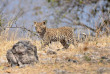 Botswana - Exploration de l'Okavango - Safaris 2 Botswana - safari mobile guidé