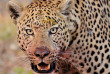Botswana - Kasane-Maun - Botswana Authentique en français - Safari mobile guidé