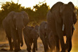Botswana - Maun-Kasane - Botswana Authentique en français - Safari mobile guidé 