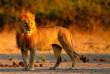 Botswana - Safari guidé en bivouac  - Bush Ways Safaris