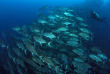 Equateur - Galapagos - Safari plongée d'île en île aux Galapagos © Mohamed Alqubaisi, Shutterstock