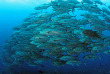 Equateur - Galapagos - Safari plongée d'île en île aux Galapagos © Mohamed Alqubaisi, Shutterstock