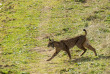 Sur les traces du lynx en Andalousie