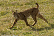 Sur les traces du lynx en Andalousie