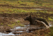 Finlande - Boreal Wildlife Center © Naita Zappa