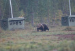 Finlande - Boreal Wildlife Center © Naita Zappa
