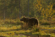 Finlande - Boreal Wildlife Center © Naita Zappa