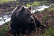 Finlande - Boreal Wildlife Center © Naita Zappa