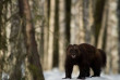 Finlande - La taiga en hiver - Glouton