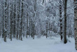 Finlande - La taiga en hiver