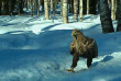 Finlande - La taiga en hiver - Aigle