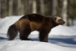 Finlande - La taiga en hiver - Glouton